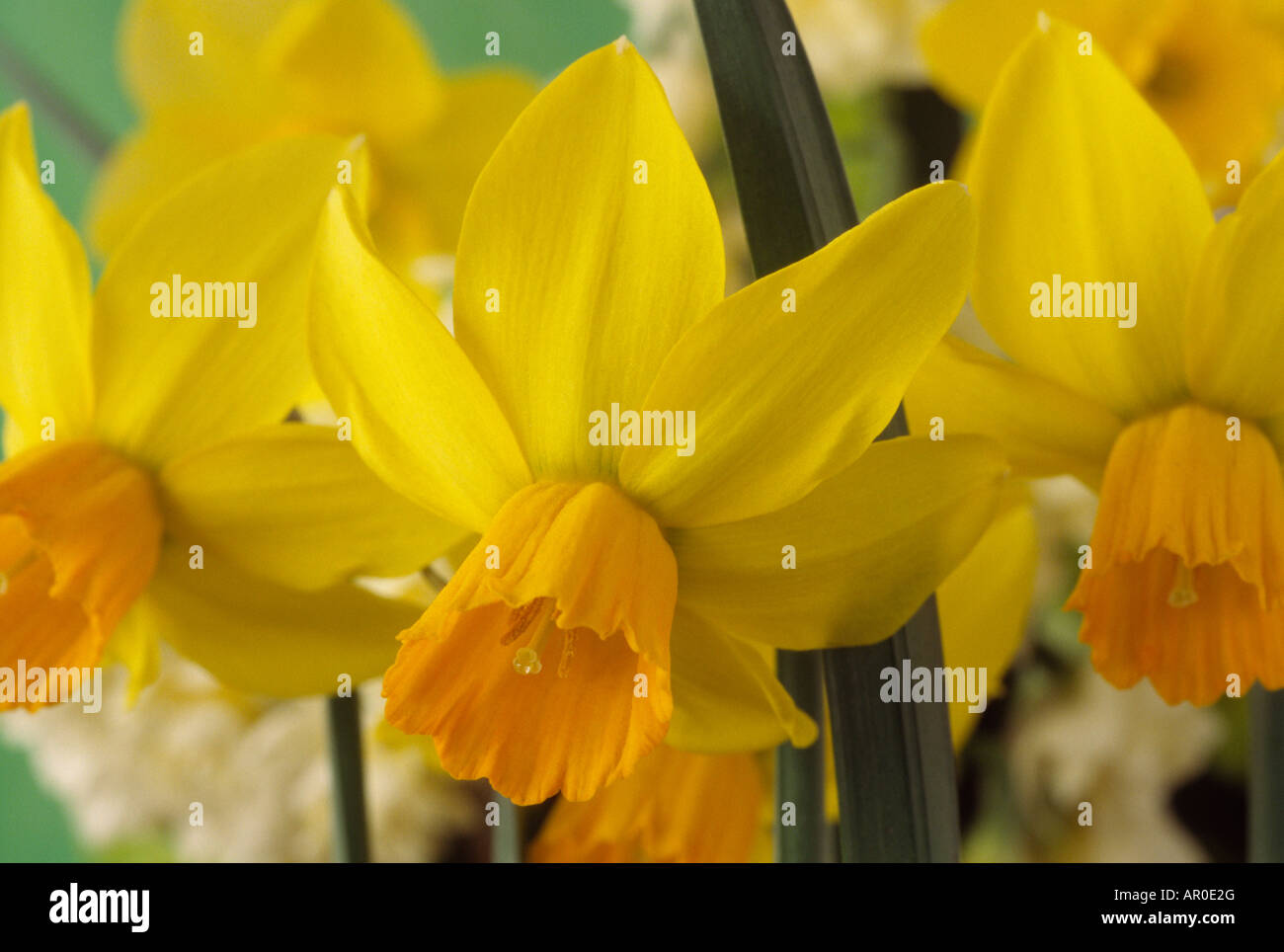 Narcissus "Luisa' (Daffodil) Divisione 6 Cyclamineus. Foto Stock