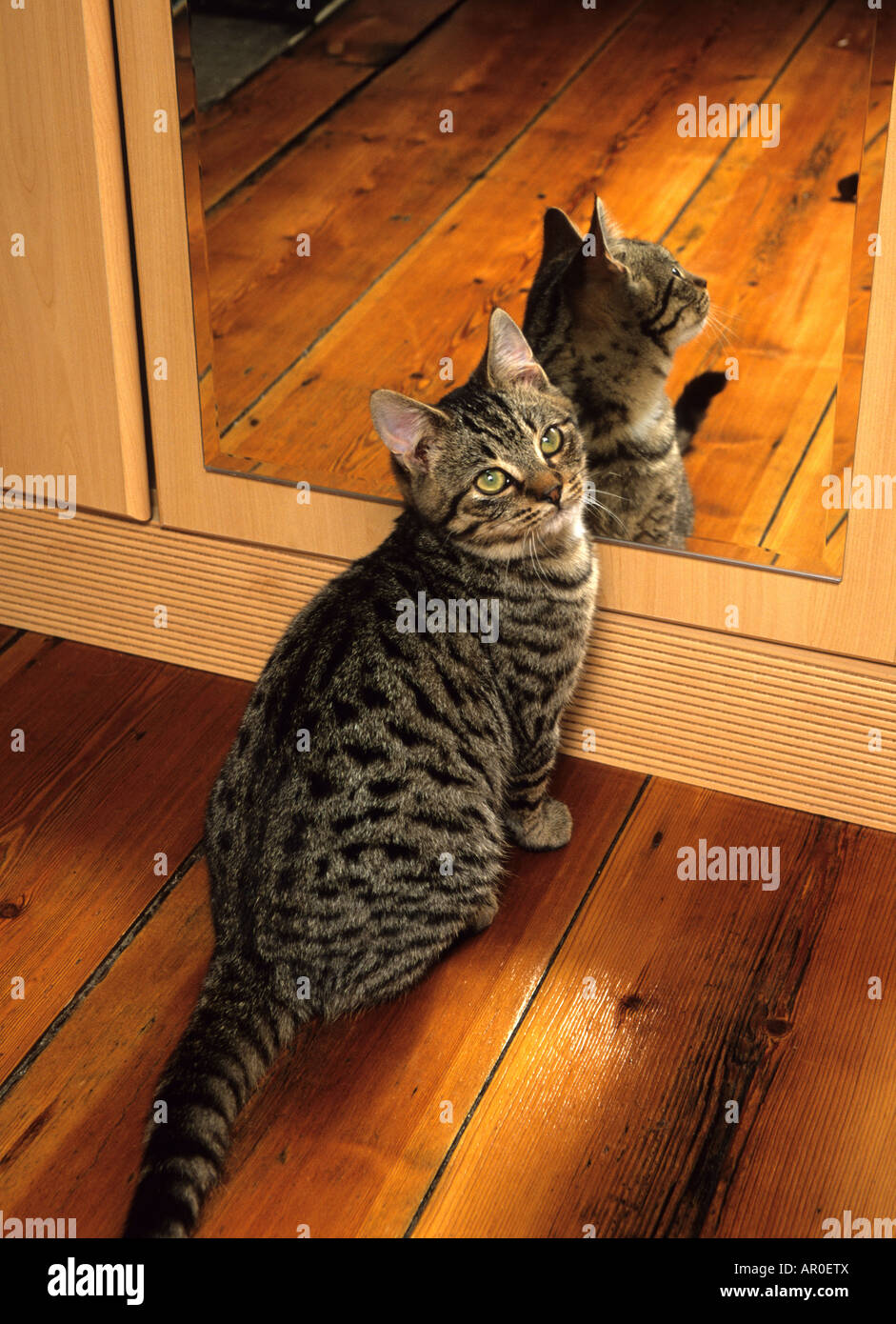 Tabby cat guardando in uno specchio in home UK Foto Stock