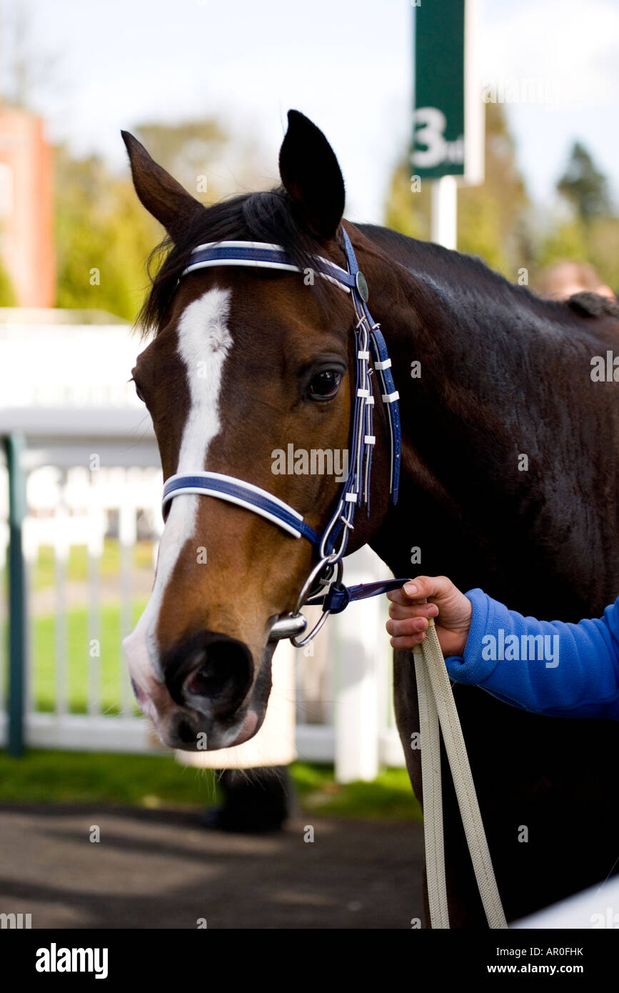 Lingfield Park horse racing corso 2 febbraio 2008 REGNO UNITO Foto Stock