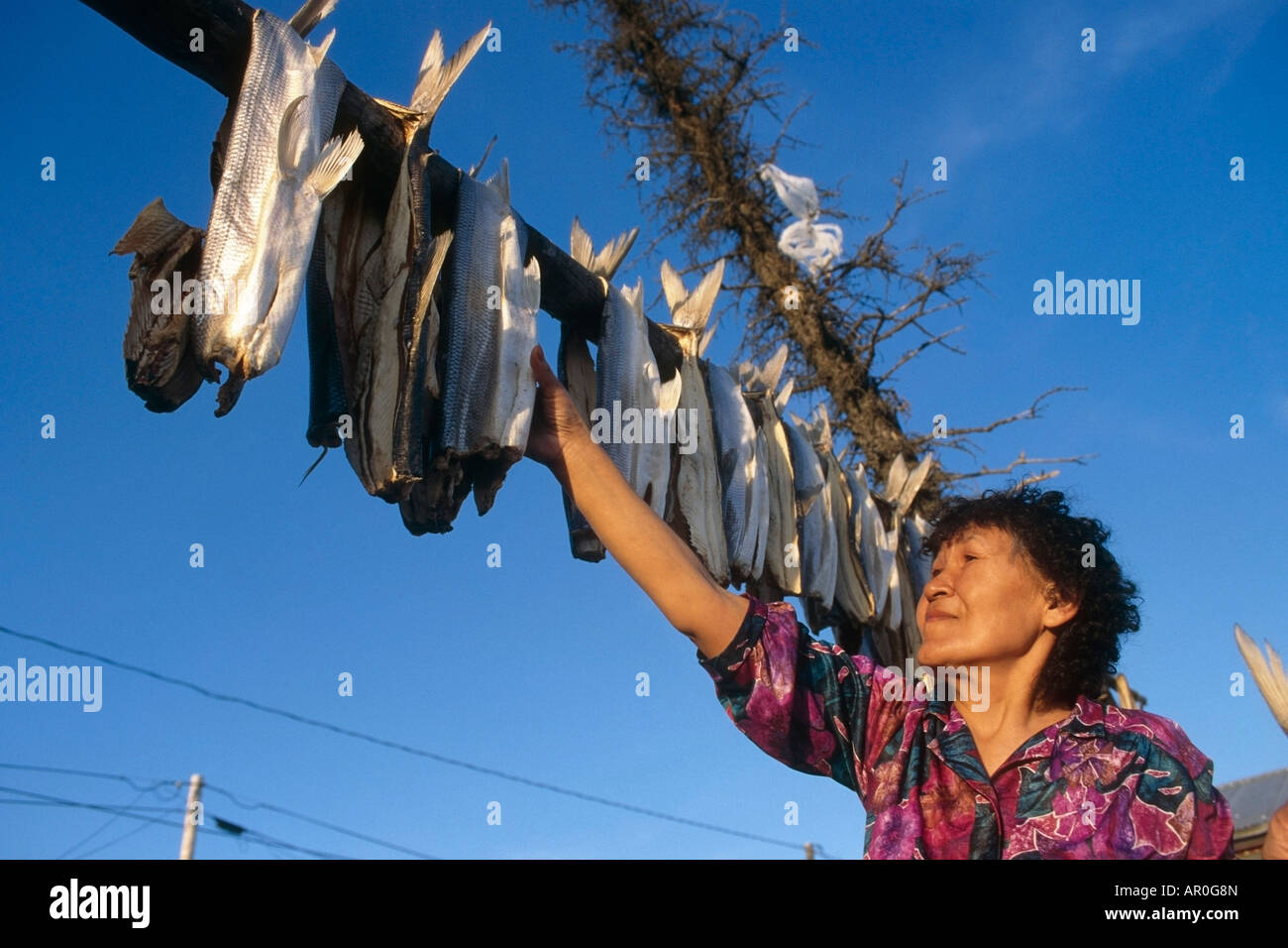 Donna indigena controllando il pesce bianco Noorvik Alaska Foto Stock