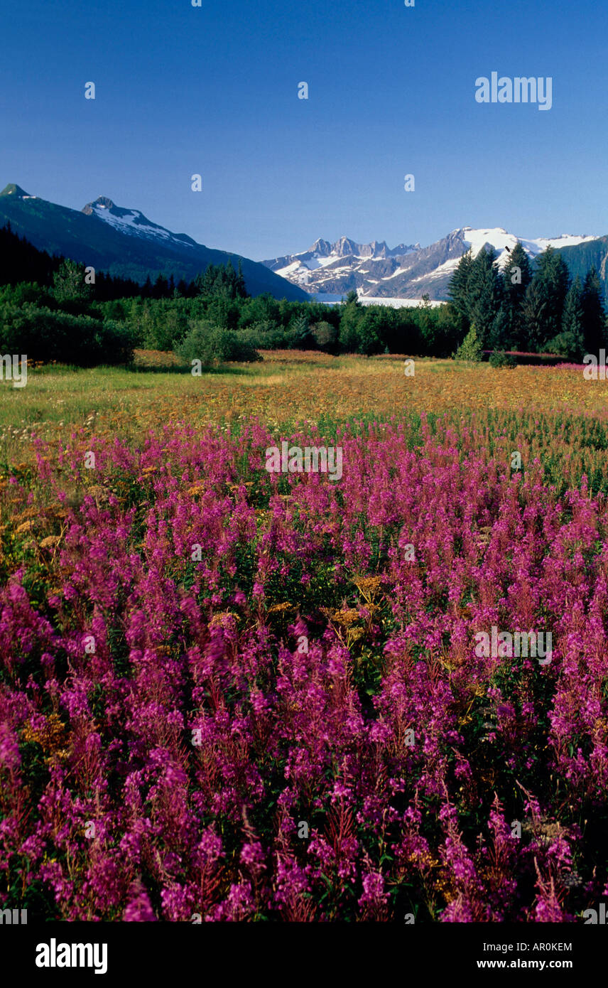 Fireweed & Montagna w/ Mendenhall Glacier in Bkgrnd Foto Stock