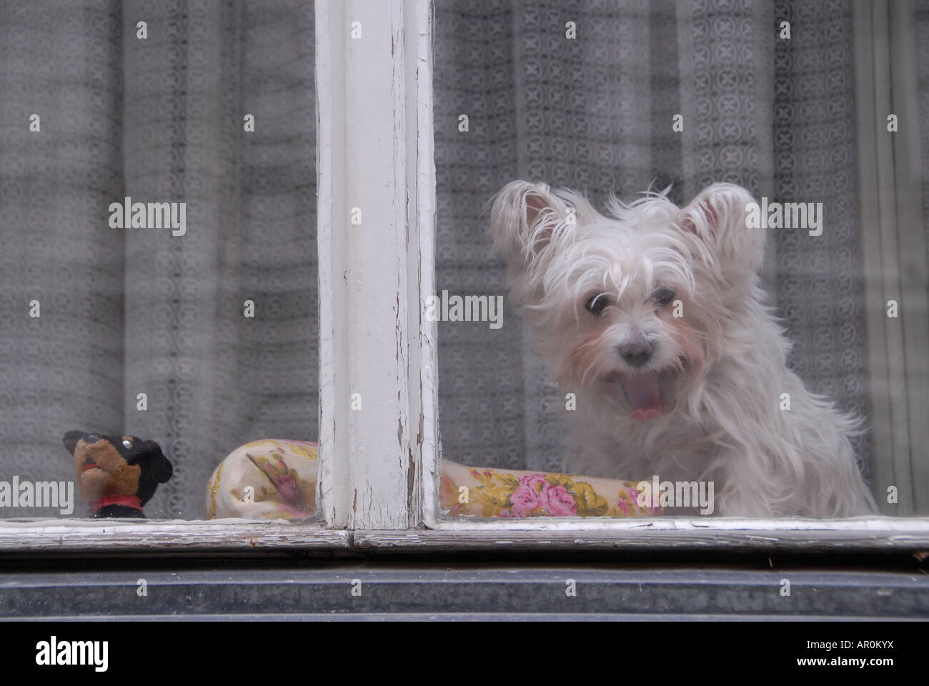 Un piccolo cane bianco seduta a una finestra chiusa a Praga Repubblica Ceca Foto Stock