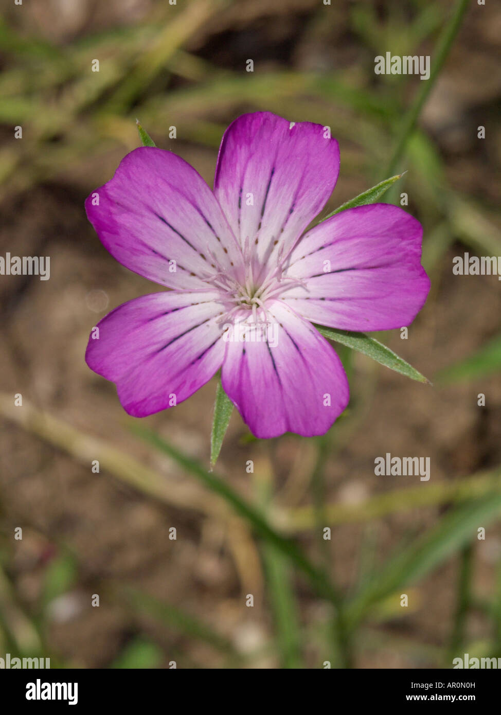 Comune di increspatura di mais (agrostemma githago) Foto Stock