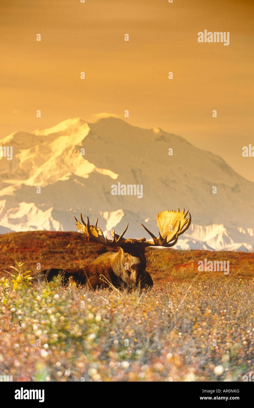 Bull alci nella parte anteriore del Mt.McKinley Parco Nazionale di Denali AK interno Foto Stock