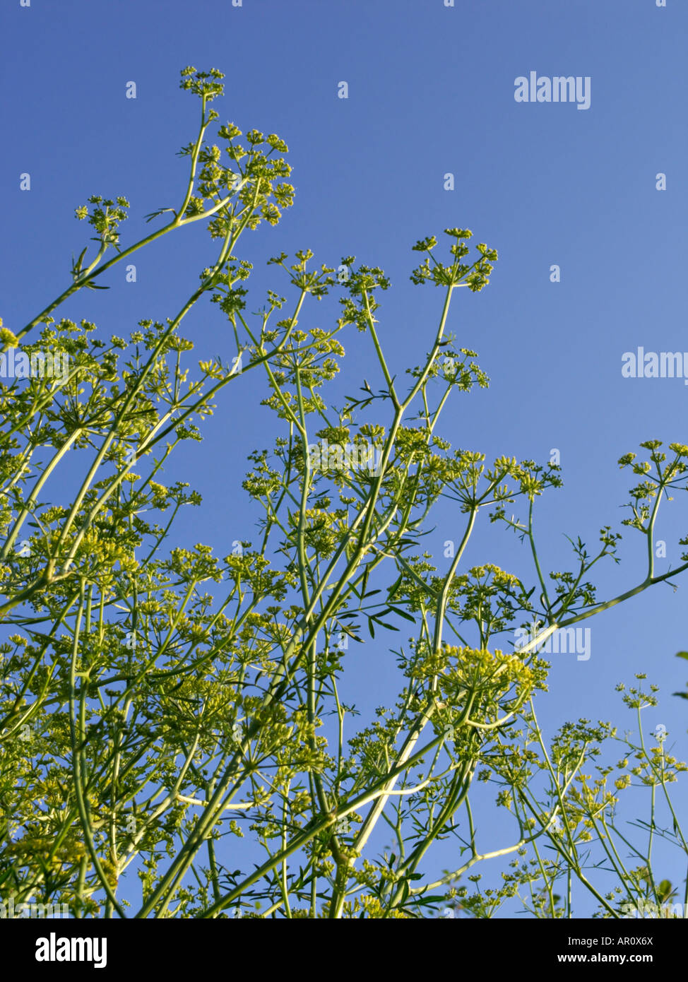 Maleodoranti gum (ferula assa-foetida) Foto Stock