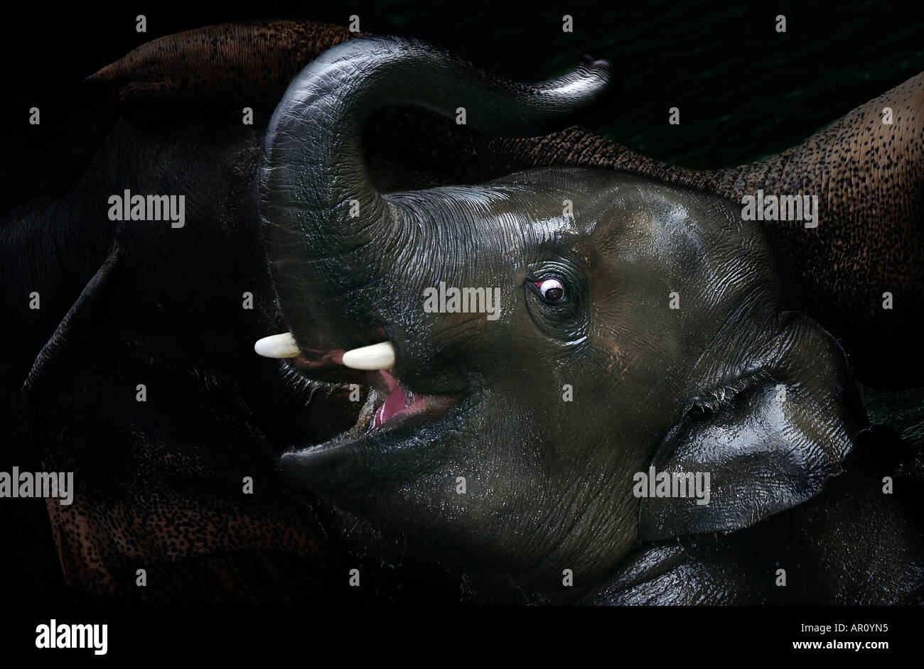 Elephant baby (Loxodonto africana) è la balneazione in zoo con i propri genitori Foto Stock