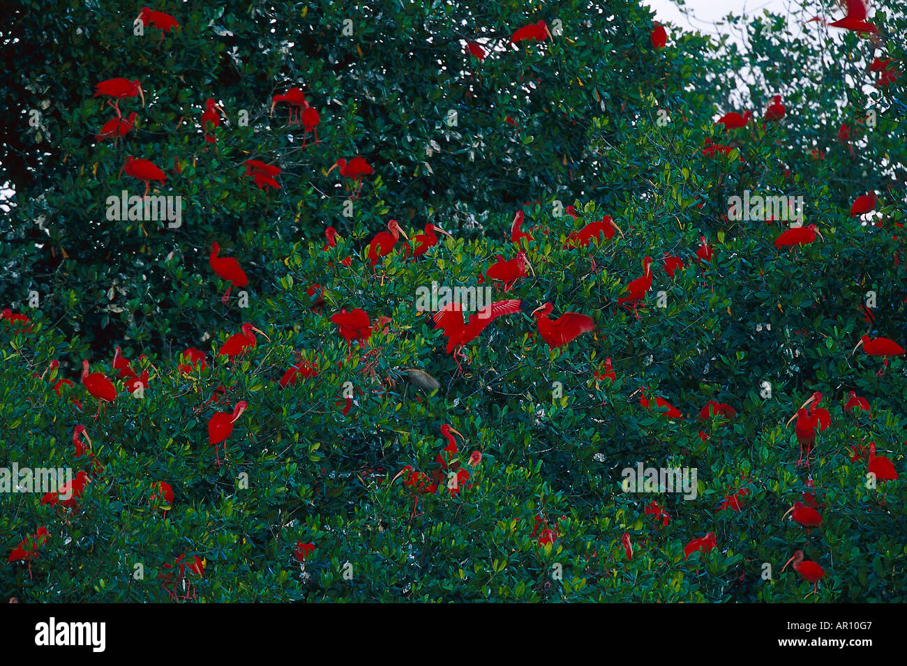 Scarlet Ibisses, nella struttura ad albero sono ' appollaiati Trinidad Foto Stock