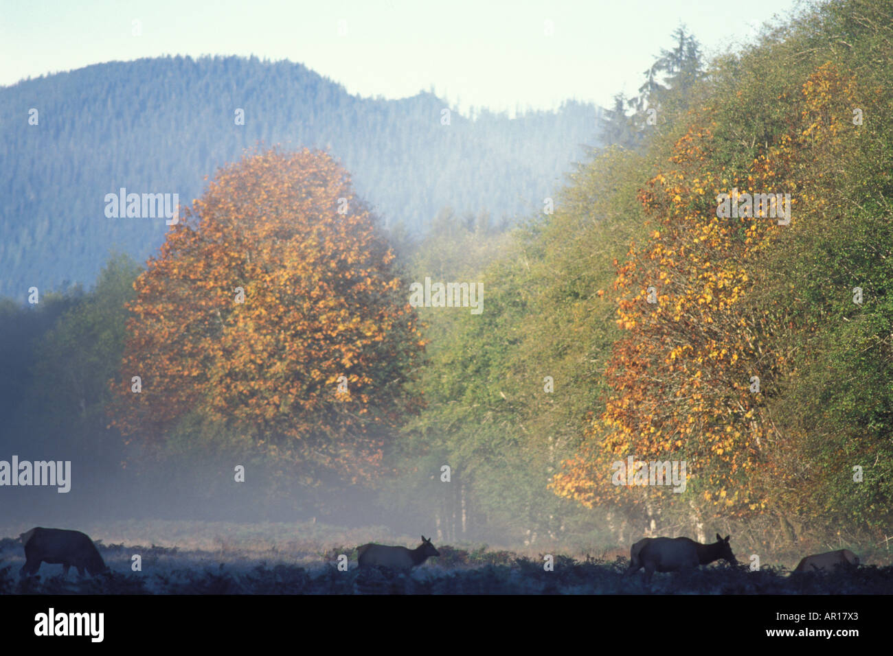 Roosevelt elk Cervus elaphus nel Parco Nazionale di Olympic Olympic Peninsula Washington Foto Stock