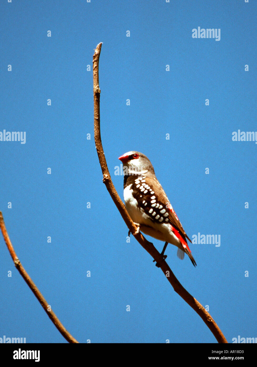 Diamond firetail Stagonopleura guttata Foto Stock