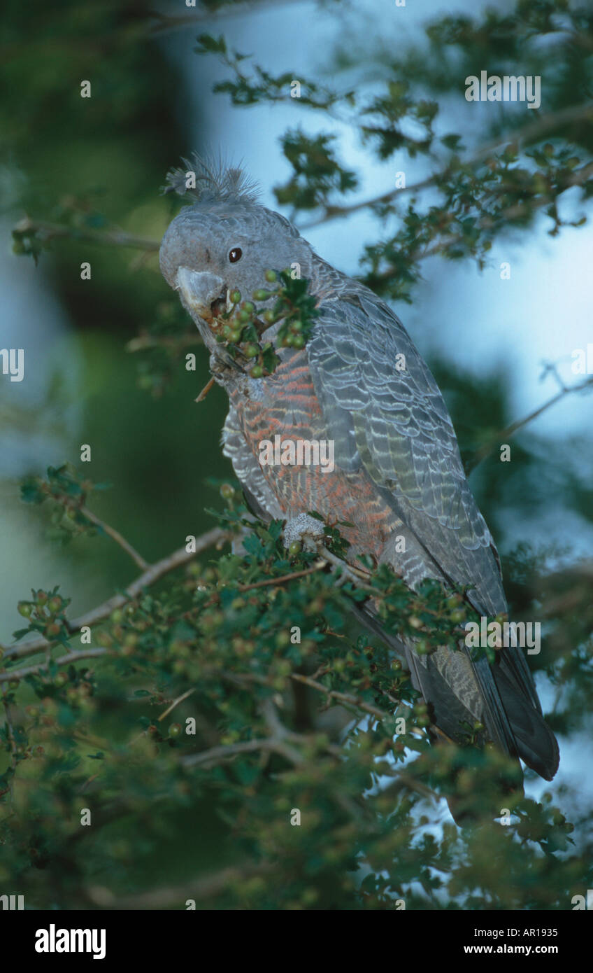 Femmina gang cockatoo Callocephalon fimbriatum Blue Mountains Nuovo Galles del Sud Australia Foto Stock