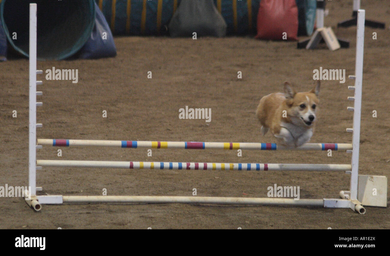 Salti di Corgi bar nel concorso di agilità. Foto Stock