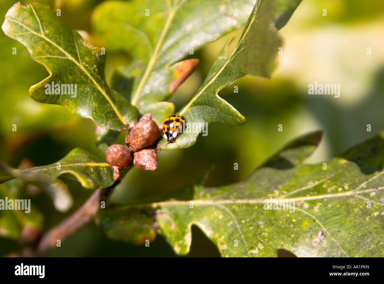 Chiudere orizzontale di un rosso e nero spotted coccinella, ladybug o lady beetle tra le foglie di un enorme coppia quercia. Foto Stock