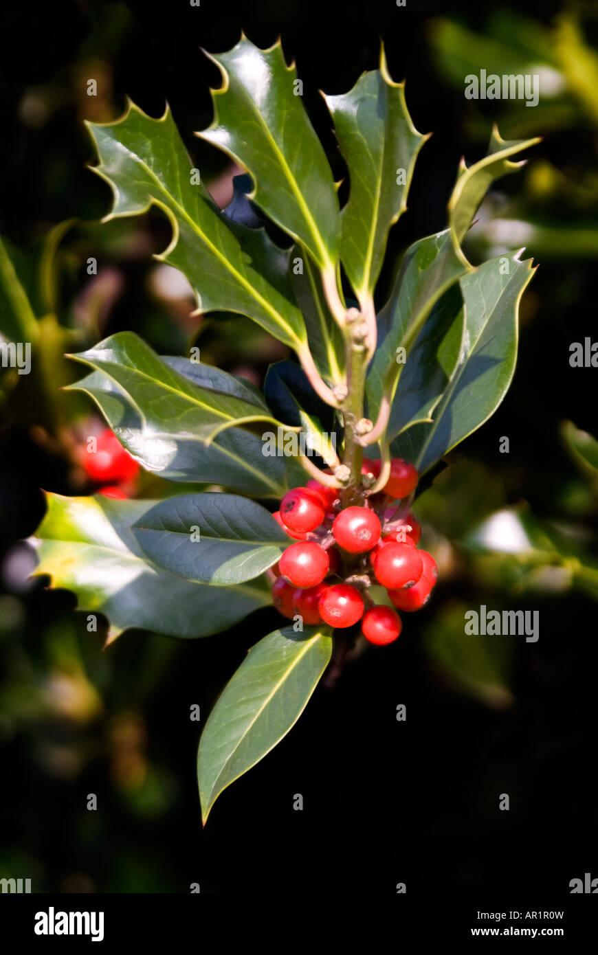 Chiudere orizzontale di bright bacche rosse su un europeo Holly bush [Ilex aquifolium] al sole Foto Stock