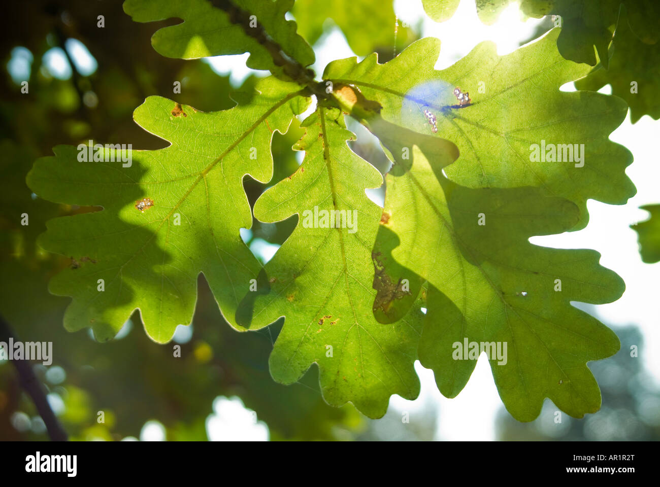Chiudere orizzontale di foglie di un enorme coppia quercia [Quercus robur] su una bella giornata autunnale Foto Stock