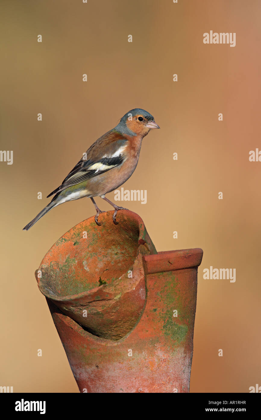 Fringuello Fringilla coelebs arroccato su vasi per giardino guardando alert Potton Bedfordshire Foto Stock
