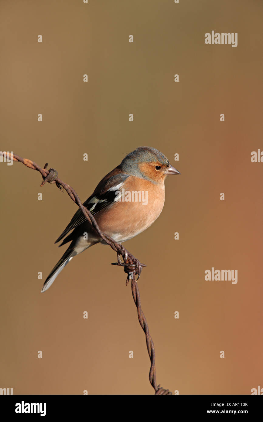 Fringuello Fringilla coelebs appollaiato sul filo spinato cercando alert Potton Bedfordshire Foto Stock