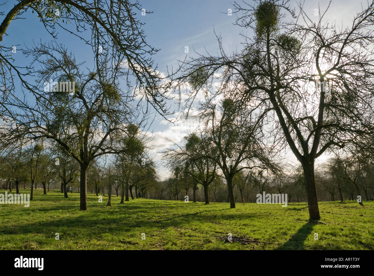 Herefordshire frutteto con vischio laden alberi in inverno Foto Stock