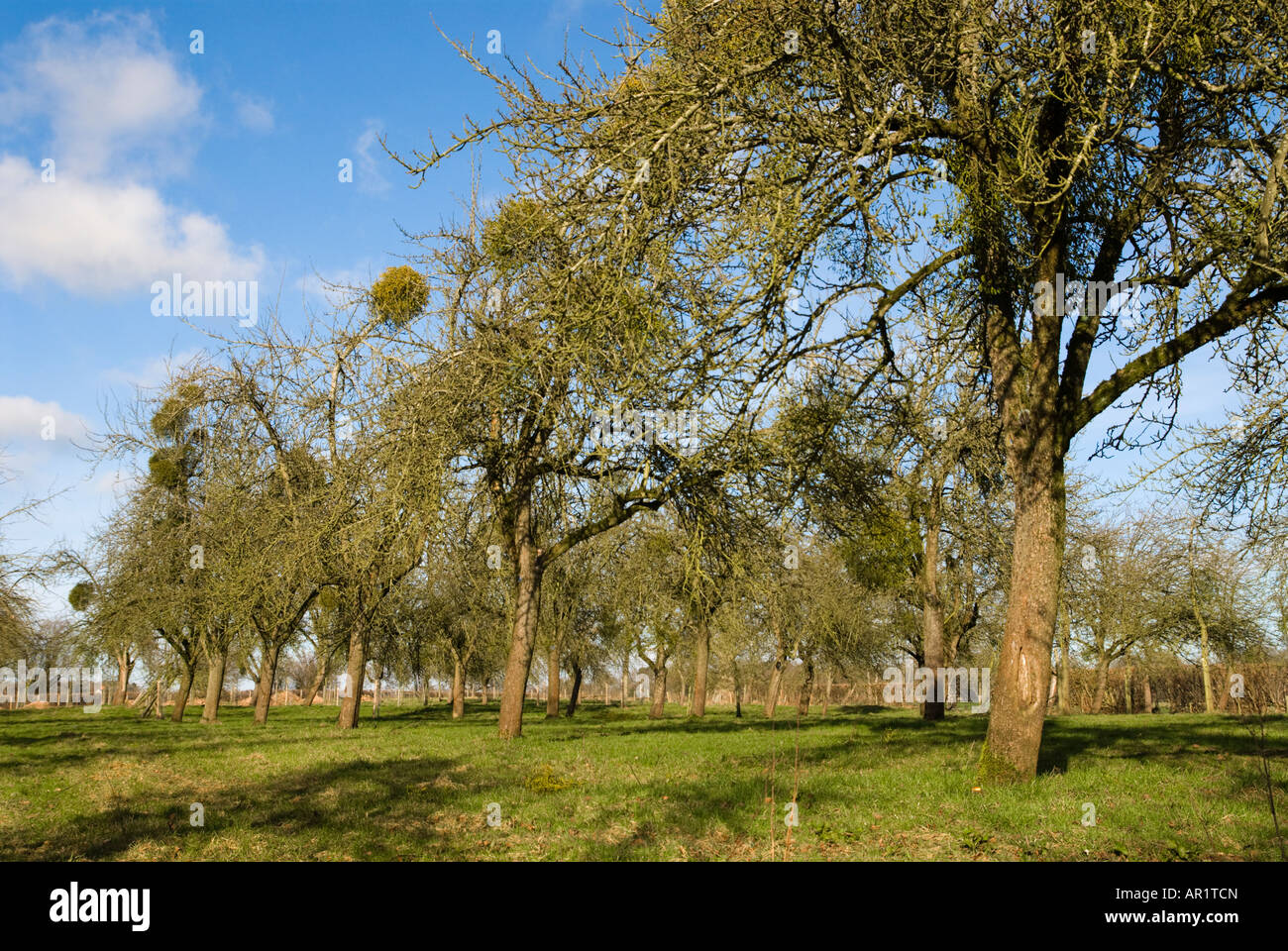 Herefordshire frutteto con vischio laden alberi in inverno Foto Stock