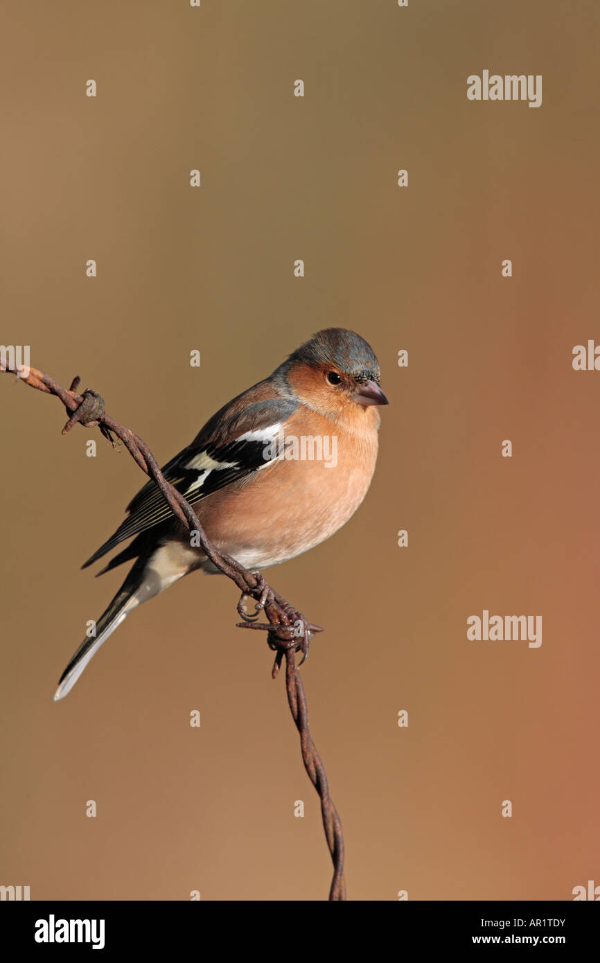 Fringuello Fringilla coelebs appollaiato sul filo spinato cercando alert Potton Bedfordshire Foto Stock