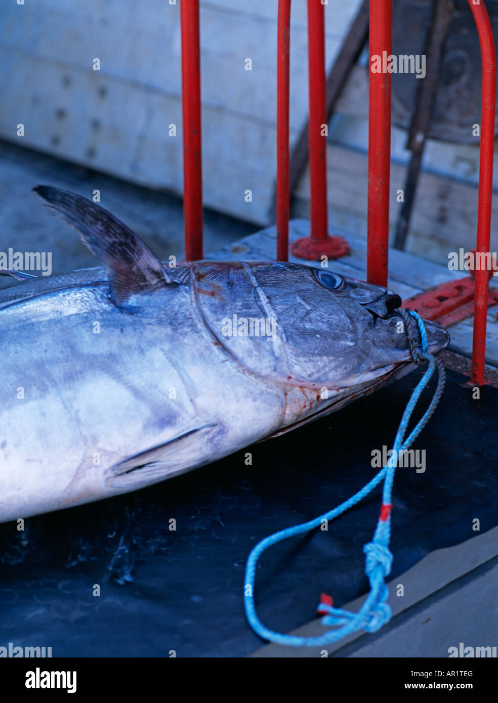 Appena pescato il tonno rosso (Thunnus Thynnus) l'isola di Favignana Isole Egadi Sicilia Italia Foto Stock