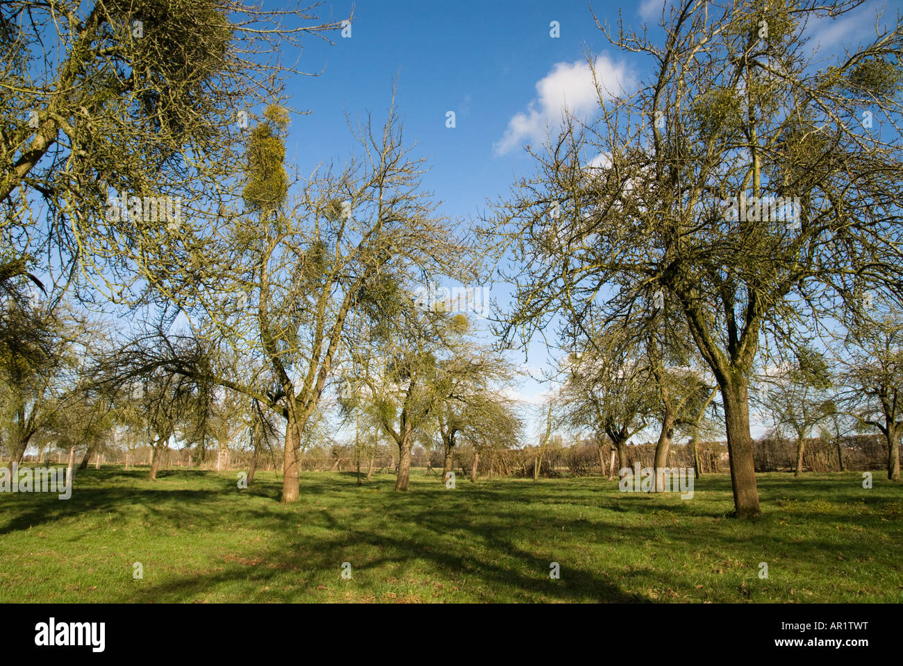 Herefordshire frutteto con vischio laden alberi in inverno Foto Stock