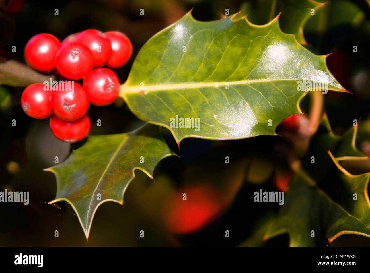Chiudere orizzontale di bright bacche rosse su un europeo Holly bush [Ilex aquifolium] Foto Stock