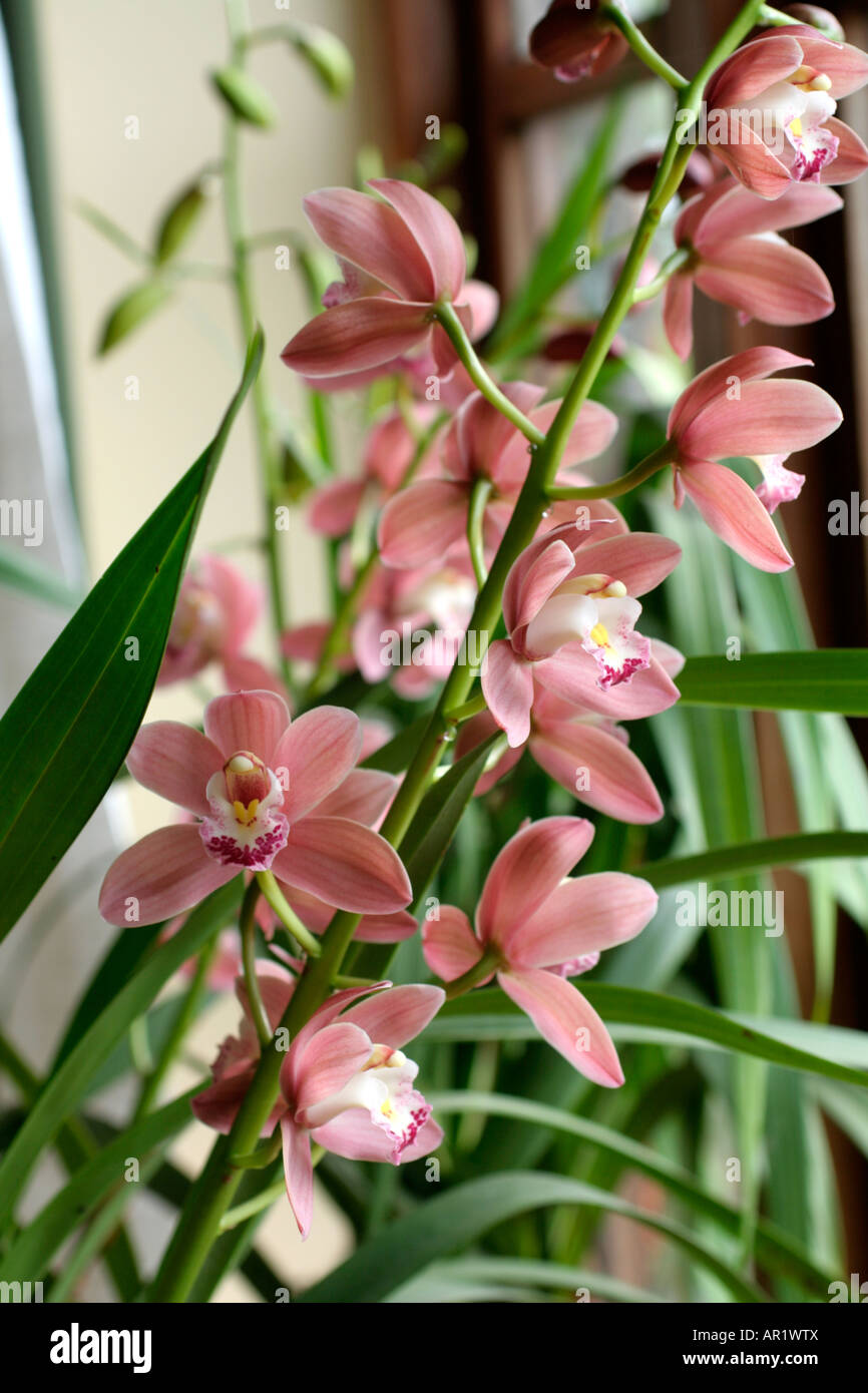 Orchidea Cymbidium fare buona casa piante Foto Stock