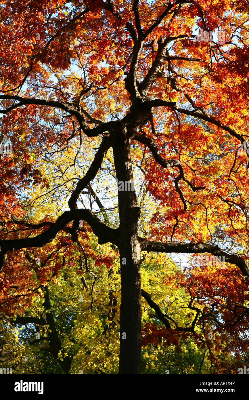 Un albero colori mutevoli in autunno Foto Stock