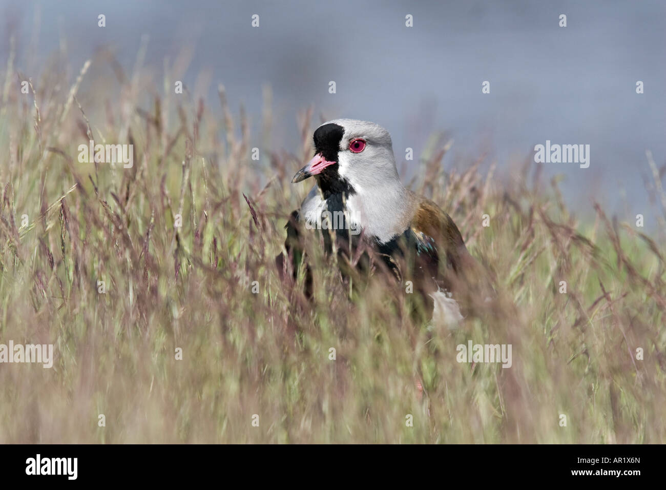 Southern pavoncella Vanellus chilensis Parco Nazionale Torres del Paine Patagonia Cile Foto Stock
