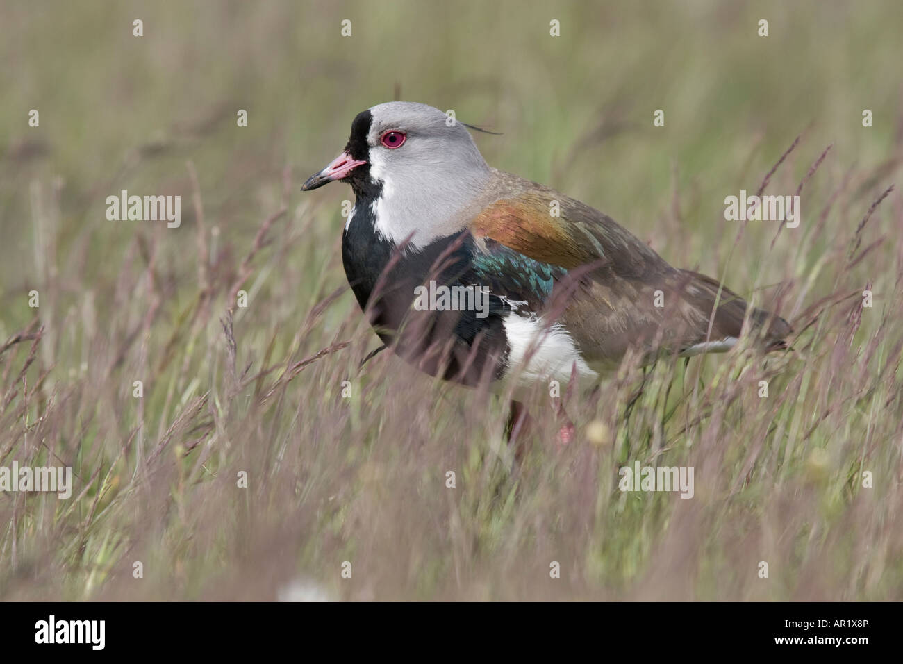 Southern pavoncella Vanellus chilensis Parco Nazionale Torres del Paine Patagonia Cile Foto Stock