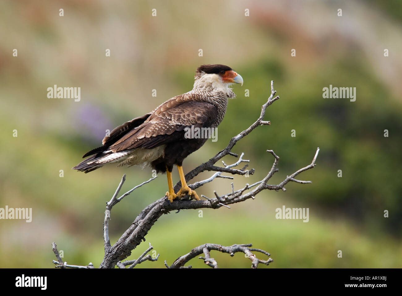 Crestato meridionale caracara Caracara plancus Parco Nazionale Torres del Paine Patagonia Cile Foto Stock