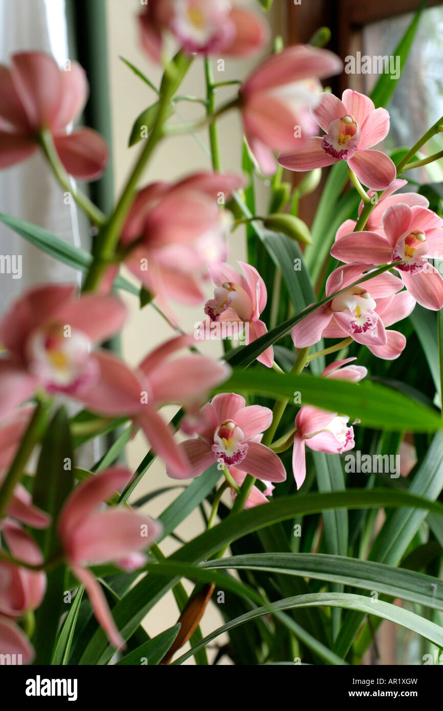 Orchidea Cymbidium fare buona casa piante Foto Stock