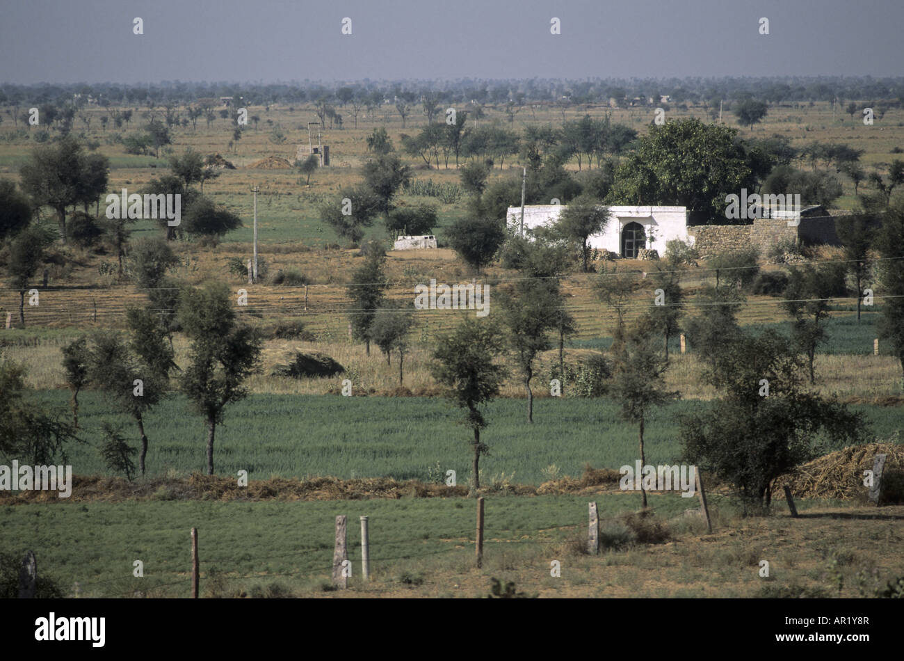 Il subtropicale Steppe vicino Jaisalmer, Rajasthan IN Foto Stock