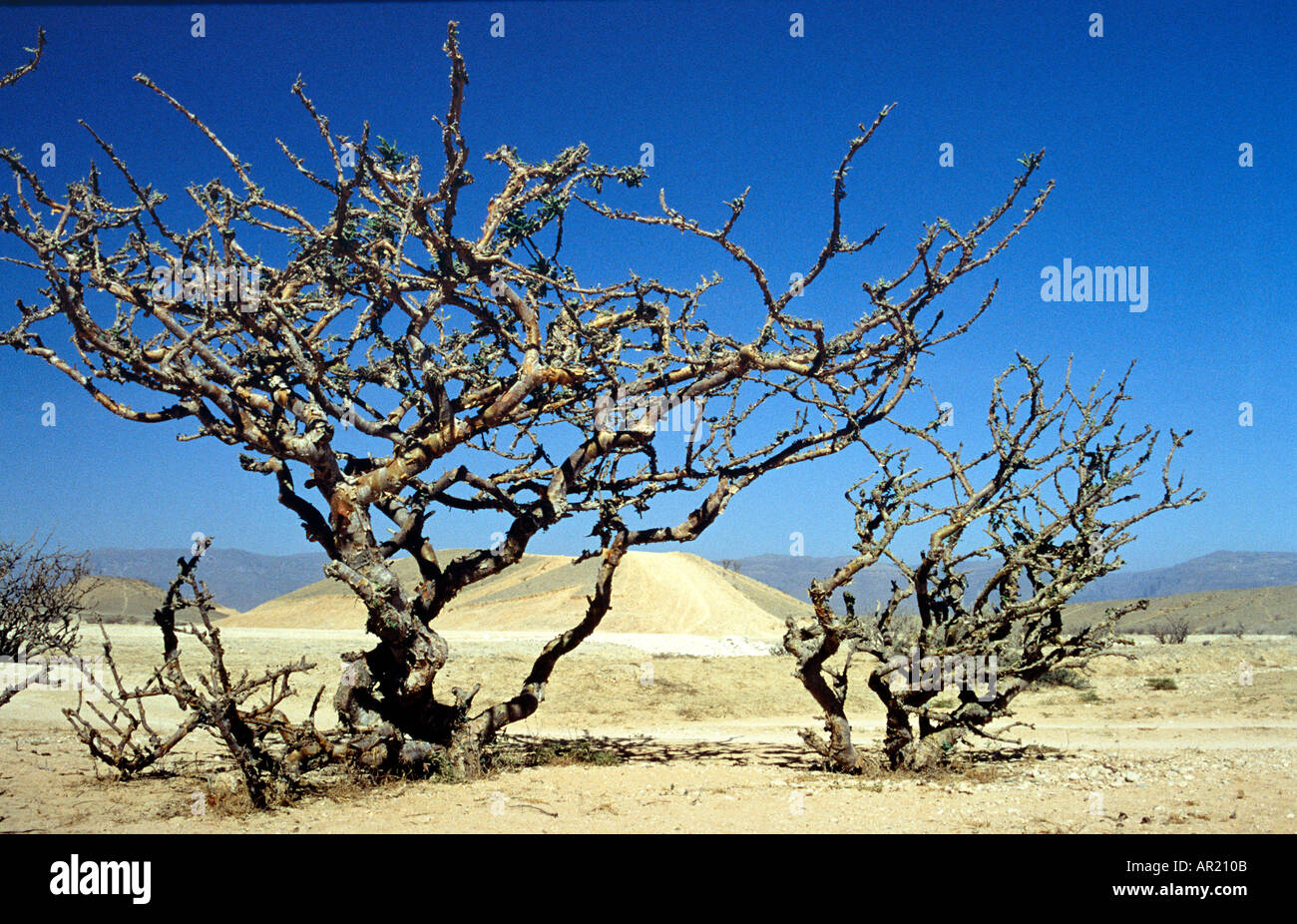 Incenso alberi in Salalah In Oman Foto Stock