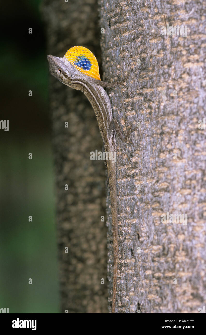 Solo con esposti di giogaia Norops sericeus Nicaragua Foto Stock