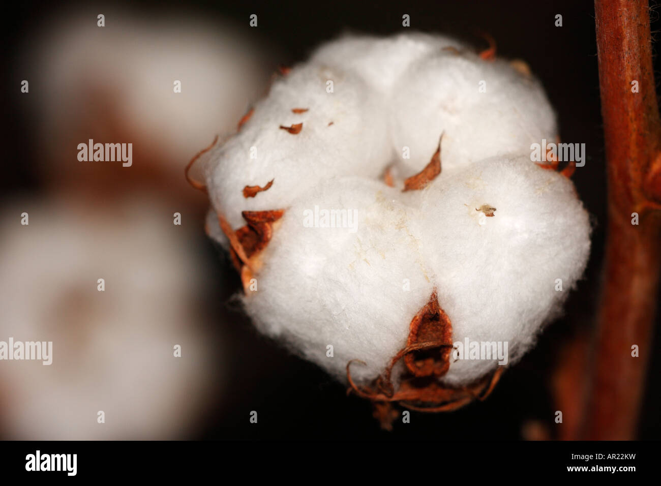 Pianta di cotone [Gossypium thurberi], "close up' Fiore macro mostra soffici le fibre bianche Foto Stock