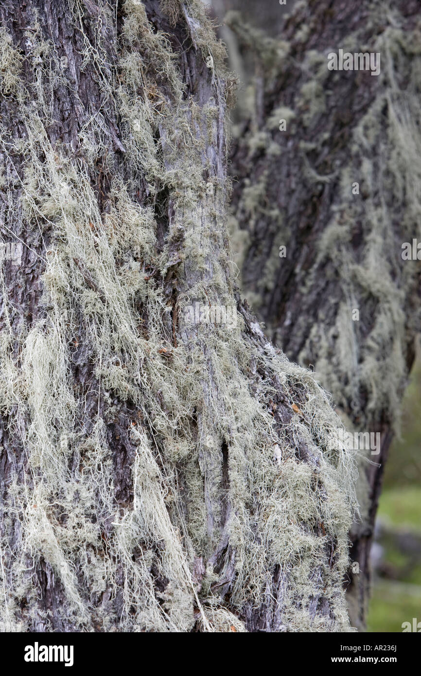 Il vecchio uomo s barba lichen Usnea specie a sud del faggio Nothofagus betuloides Parco Nazionale Torres del Paine Patagonia Cile Foto Stock