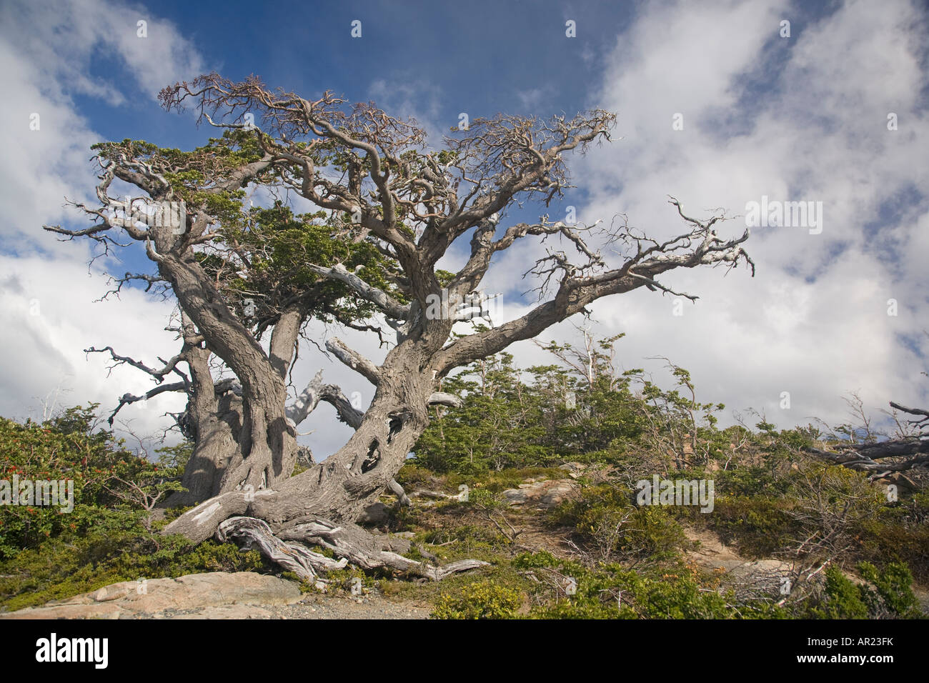 Coigue southern faggio Nothofagus betuloides Lago zona grigia del Parco Nazionale Torres del Paine Patagonia Cile Foto Stock