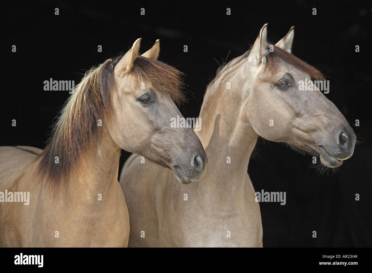 Cavallo primitivo polacco. Ritratto di due adulti dun, visto su sfondo nero Foto Stock