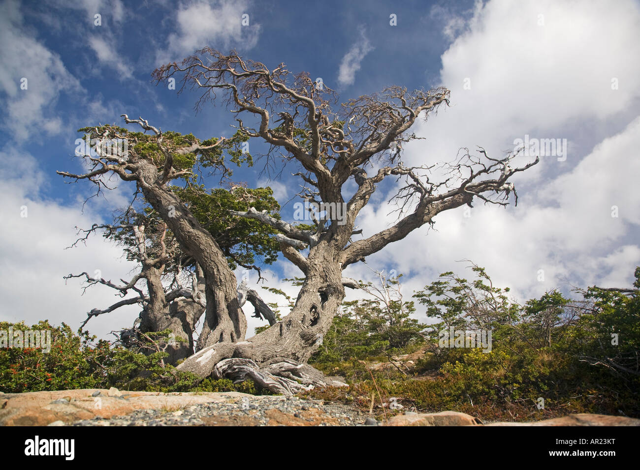 Coigue southern faggio Nothofagus betuloides Lago zona grigia del Parco Nazionale Torres del Paine Patagonia Cile Foto Stock