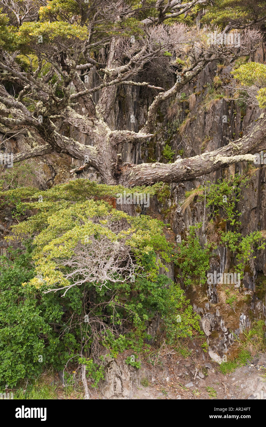 Coigue southern faggio Nothofagus betuloides Lago zona grigia del Parco Nazionale Torres del Paine Patagonia Cile Foto Stock