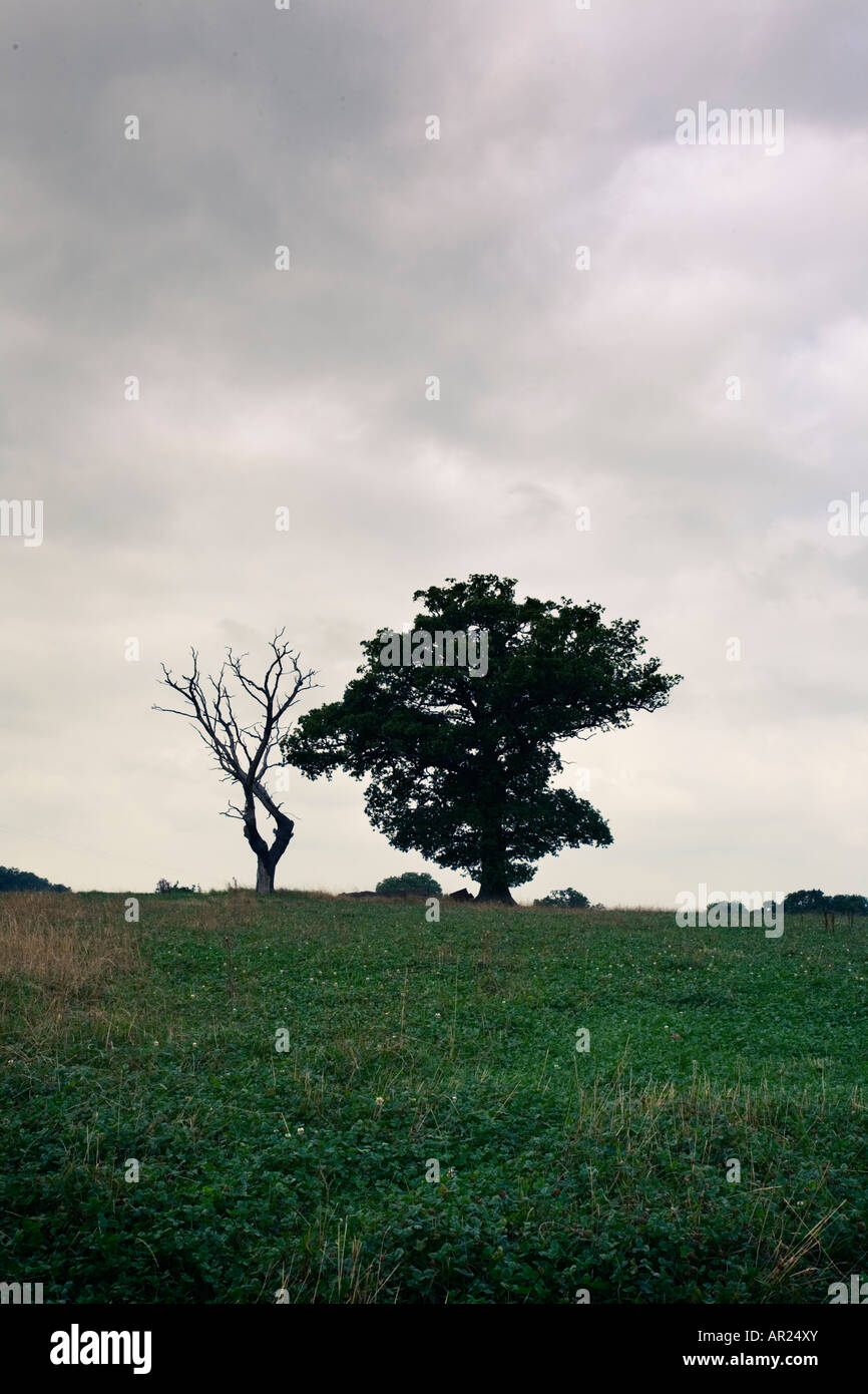 Live Oak Tree e morti Quercia uno accanto all'altro in un campo in Inghilterra Foto Stock