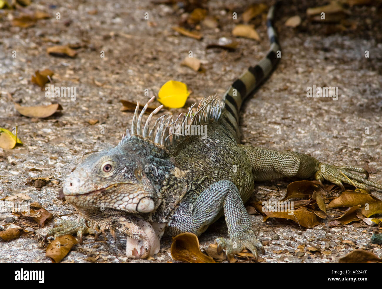 Iguana verde Curaçao Foto Stock