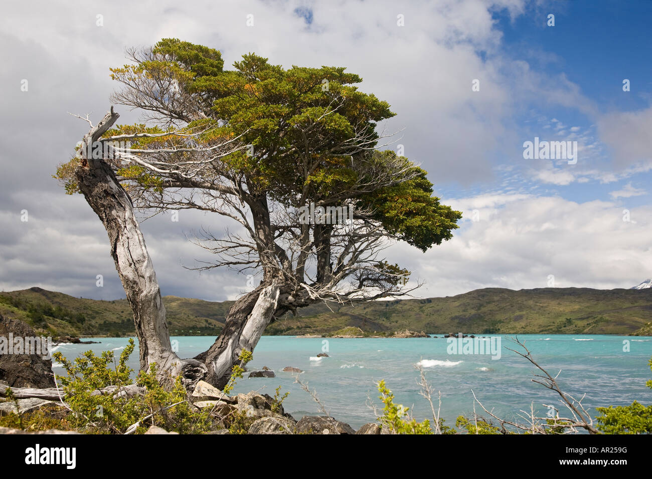 Coigue southern faggio Nothofagus betuloides Lago zona grigia del Parco Nazionale Torres del Paine Patagonia Cile Foto Stock