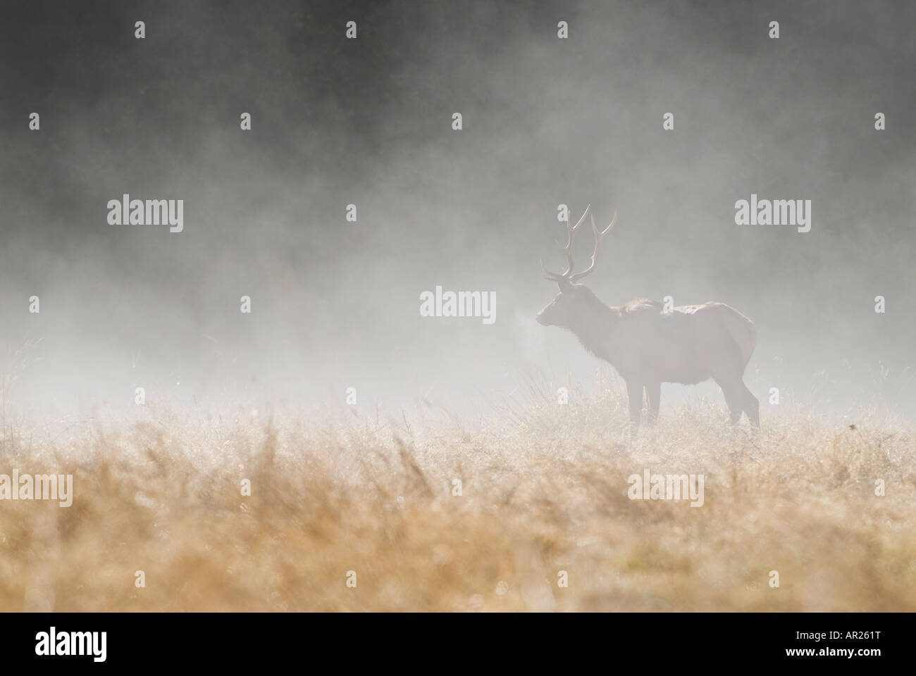 Maschio di Roosevelt Elk nella nebbia mattutina, prateria Redwoods state park, Humboldt County, California Foto Stock
