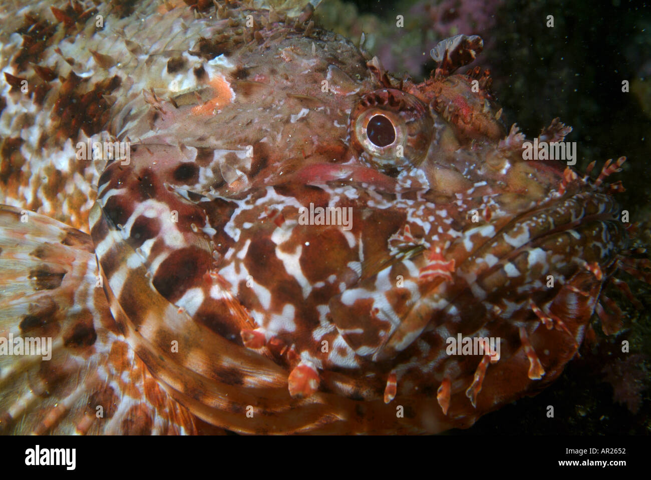 Bruno macchiettato testa di scorfani (Scorpaena scrofa) Foto Stock