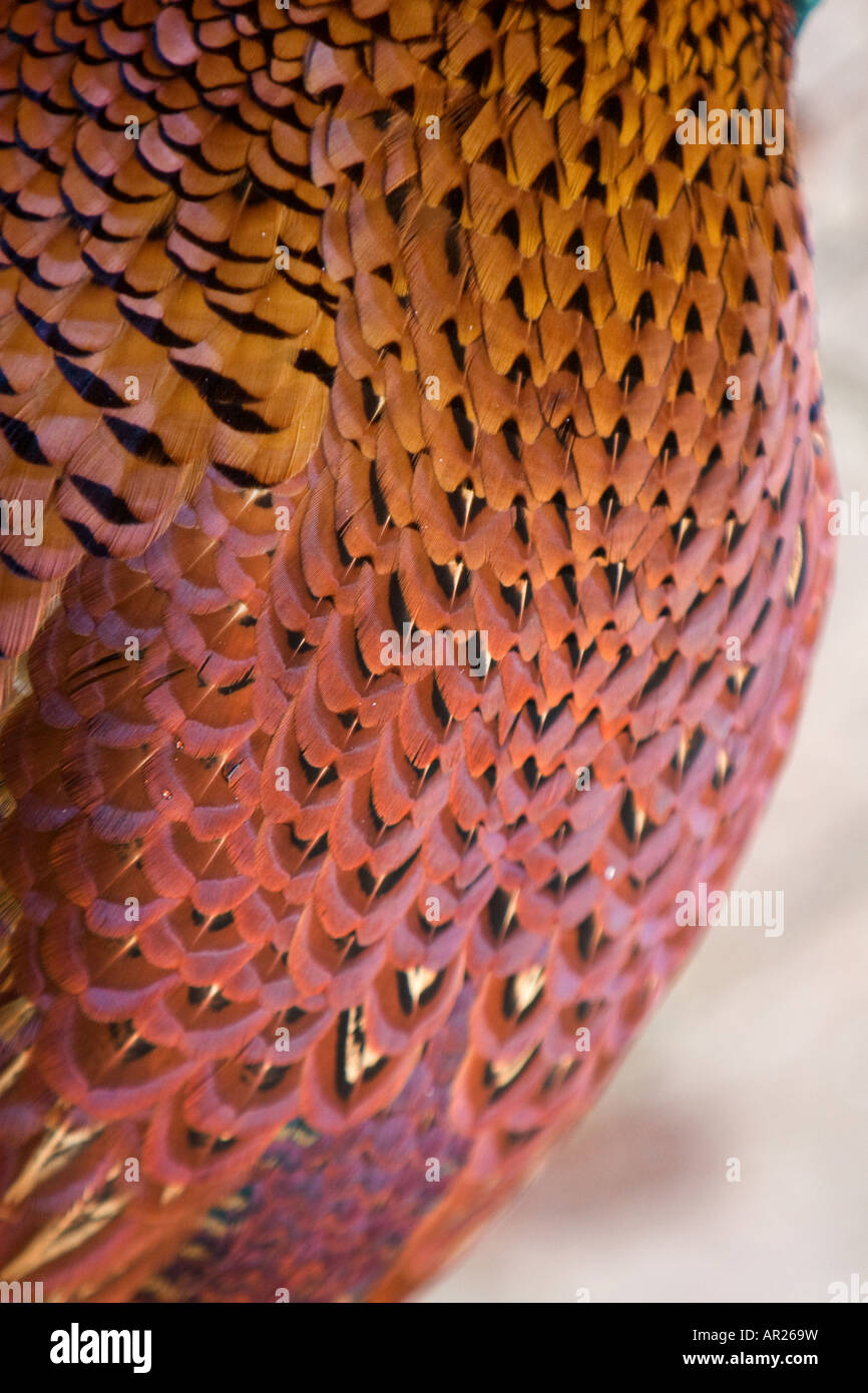 Dettaglio delle piume di un fagiano comune noto in U S come anello di collo di fagiano Phasianus colchicus Foto Stock