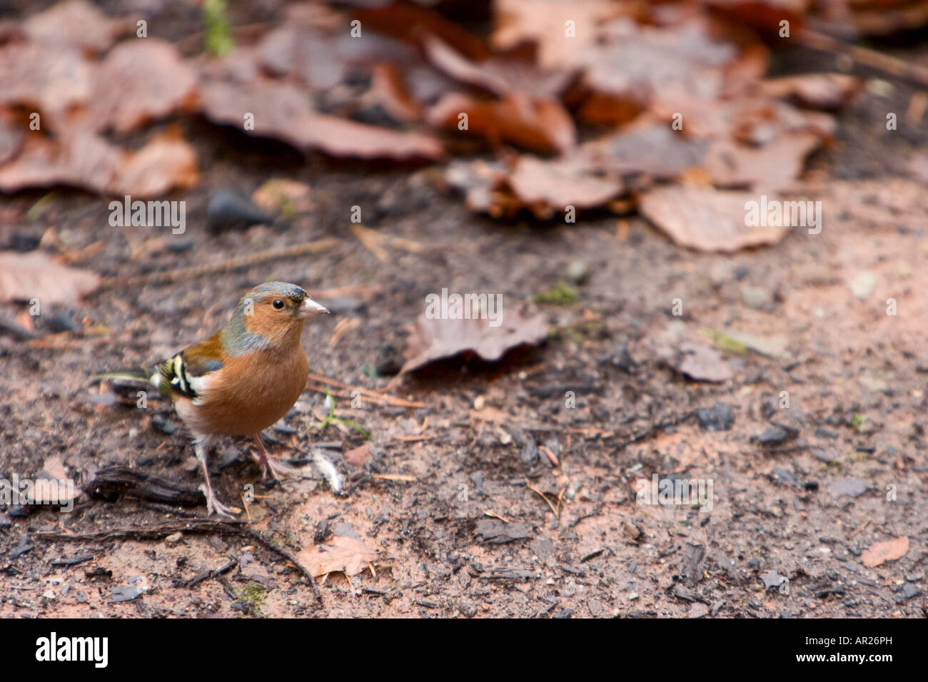 Un comune fringuello Fringilla coelebs luppolo in wet sporcizia nel distretto del lago UK 9 Dicembre 2007 Foto Stock