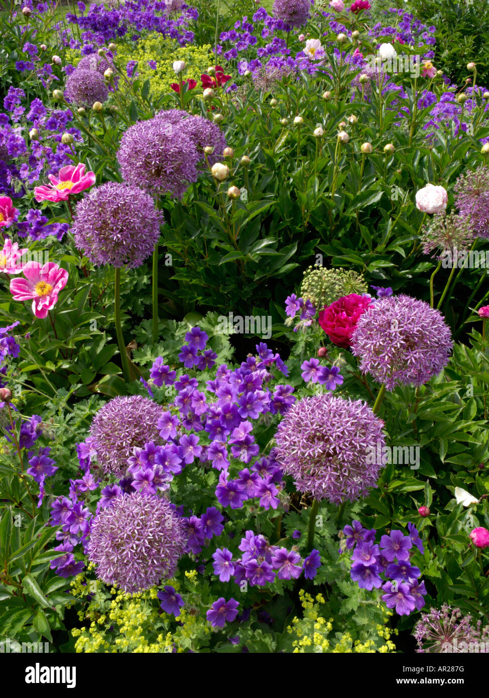 Giant allium (allium globemaster) e cranesbill (geranio x magnificum) Foto Stock