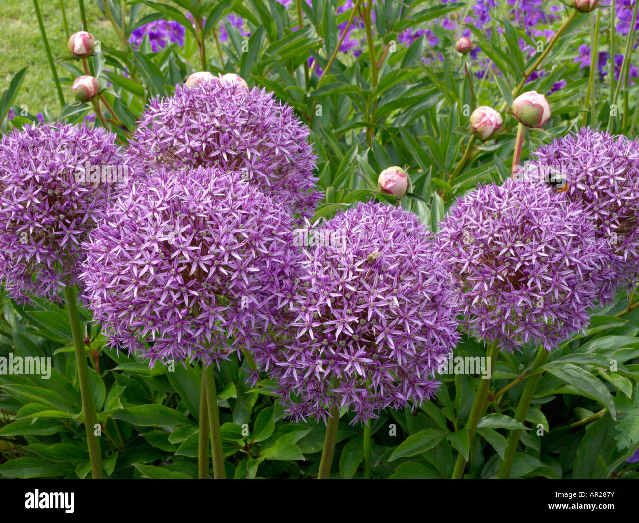 Giant allium (Allium Globemaster) Foto Stock